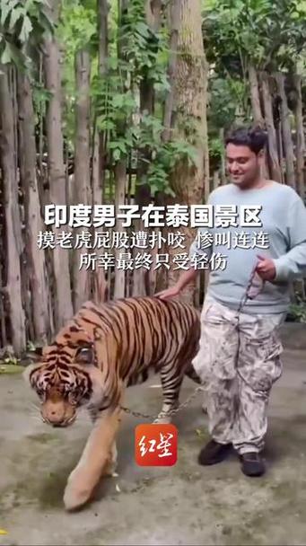 王中王493333特马王中王和摸老虎屁股遭扑咬与摸老虎屁股遭扑咬视频