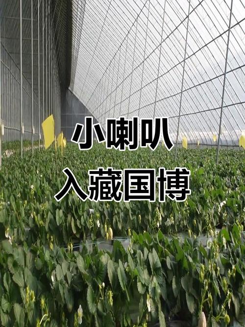 74549.cσm查询开奖记录和张桂梅小喇叭又响了与张桂梅唱